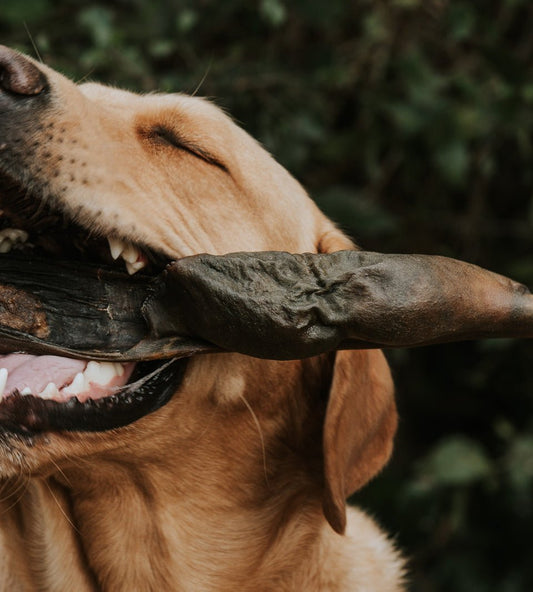 Anco Mega Bully Stick