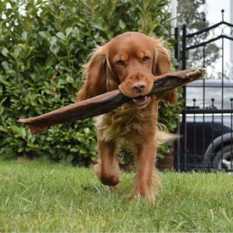 Anco Mega Camel Stick